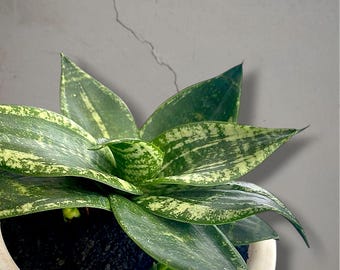 Sansevieria Hahnii Martin bonte, zeldzame tropische plant – donkergroene geaderde bladeren