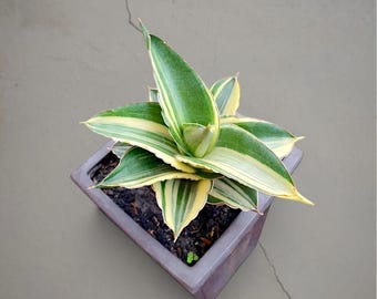Sansevieria Adaman bonte, zeldzame tropische plant – donkergroene geaderde bladeren