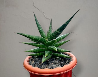 Sansevieria Hybride Blorong Bonte zeldzame tropische plant – donkergroene geaderde bladeren