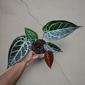 May include: A potted Anthurium crystallinum plant with large, dark green leaves featuring prominent white veining. The plant has several leaves in various stages of growth, including a reddish-brown leaf. The plant is in a white pot.