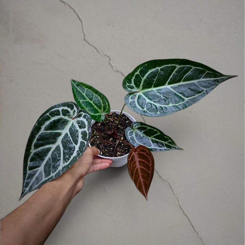 May include: A potted Anthurium crystallinum plant with large, dark green leaves featuring prominent white veining. The plant has several leaves in various stages of growth, including a reddish-brown leaf. The plant is in a white pot.