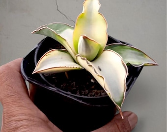 Sansevieria Robusta Aurea bonte, zeldzame tropische plant – donkergroene geaderde bladeren