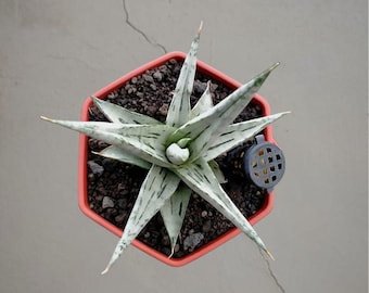 Sansevieria Hybrid kasih bonte zeldzame tropische plant – donkergroene geaderde bladeren