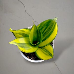 May include: A Sansevieria plant with variegated leaves in shades of bright yellow and deep green, arranged in a rosette pattern. The plant is potted in a simple white container filled with dark potting soil, viewed from a top-down perspective.
