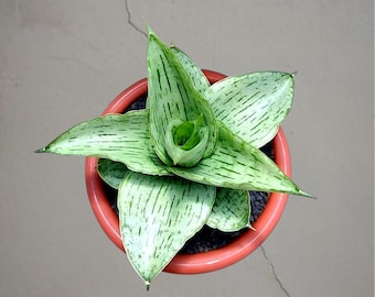 Sansevieria Trifastciata Hahnii Bonte, zeldzame tropische plant – donkergroene geaderde bladeren