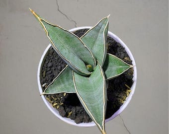 Sansevieria pingiula zwartbonte zeldzame tropische plant – donkergroene geaderde bladeren