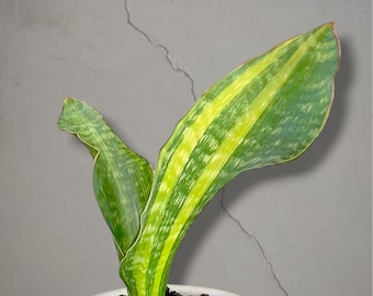 Sansevieria Malawi middernachtbonte zeldzame tropische plant – donkergroene geaderde bladeren