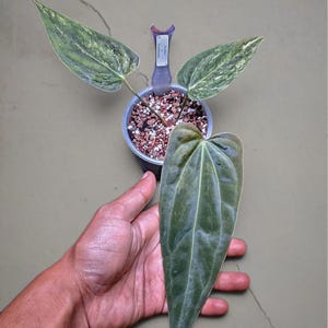 Op de afbeelding: Een close-up van een potplant met grote, getextureerde bladeren. De bladeren zijn voornamelijk groen met lichtere groene en witte vlekken. De plant staat in een kleine, doorzichtige plastic pot gevuld met aarde en kleine steentjes. Een hand houdt een groot blad vast.