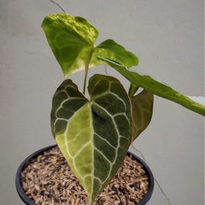 Puede incluir: Una planta Anthurium en maceta con hojas en forma de corazón que presentan un patrón variegado de verde oscuro y verde lima. El follaje muestra venas claras prominentes que crean una textura de cuadrícula sobre cada hoja.