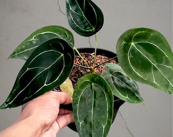 Anthurium forgetti groene zeldzame tropische plant – donkergroene geaderde bladeren
