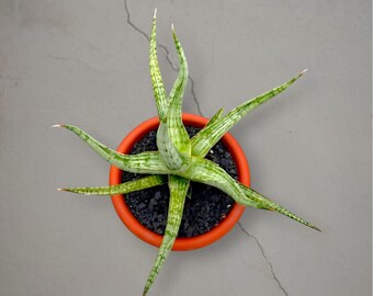 Sansevieria hybride Rudal bonte zeldzame tropische plant – donkergroene geaderde bladeren