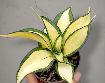 Sansevieria Golden Wendys bonte, zeldzame tropische plant – donkergroene geaderde bladeren