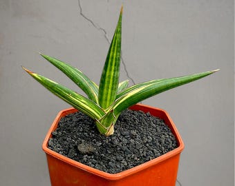 Sansevieria downsii bonte, zeldzame tropische plant – donkergroene geaderde bladeren