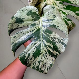 Monstera King Bulbasaur Dojrzała, pstrokata roślina doniczkowa w odcieniach szarości