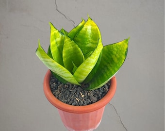 Sansevieria Hahnii Filipijnen bonte, zeldzame tropische plant – donkergroene geaderde bladeren