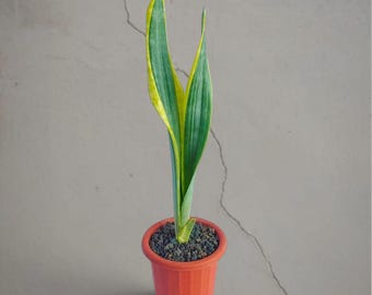 Bonte zeldzame tropische plant Sansevieria Assalam – donkergroene geaderde bladeren