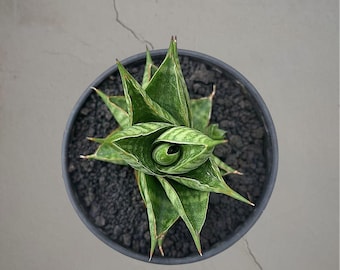 Sansevieria Adaman bonte, zeldzame tropische plant – donkergroene geaderde bladeren