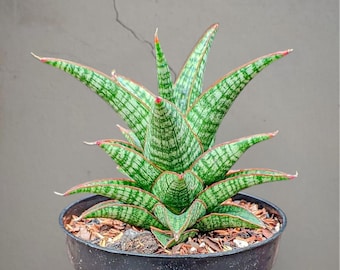 Sansevieria hybride samosir bonte zeldzame tropische plant – donkergroene geaderde bladeren