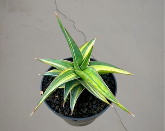 Sansevieria Johannesburg bonte zeldzame tropische plant – donkergroene geaderde bladeren