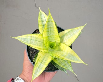 Sansevieria Gabrielia Bonte zeldzame tropische plant – donkergroene geaderde bladeren
