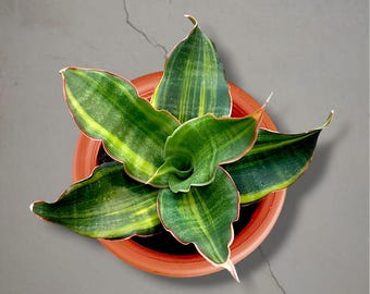 Sansevieria zwarte roos bonte zeldzame tropische plant – donkergroene geaderde bladeren