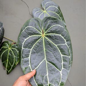 May include: Close-up of large, dark green leaves with prominent white veining. The leaves have a textured surface and a heart-like shape. The plant is against a gray background.