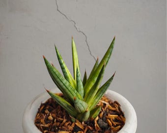 Bonte, zeldzame tropische plant Sansevieria Franscisii – donkergroene geaderde bladeren