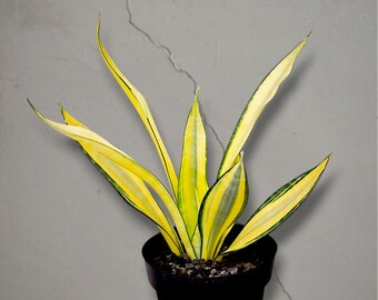Sansevieria Gold Banner bonte zeldzame tropische plant – donkergroene geaderde bladeren
