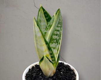 Sansevieria Adaman bonte, zeldzame tropische plant – donkergroene geaderde bladeren