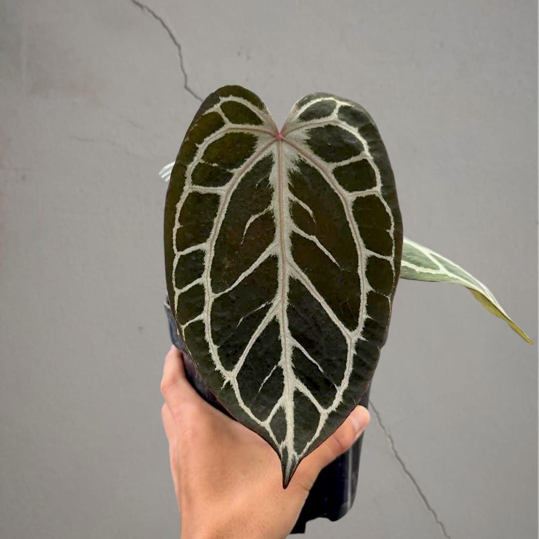 Anthurium Kos X Red Crystal - Etsy