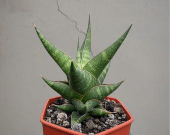Sansevieria Hybrid prabu Bonte zeldzame tropische plant – donkergroene geaderde bladeren