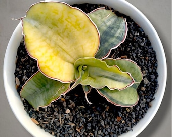 Sansevieria Bhitalae zilverblauwbonte zeldzame tropische plant – donkergroene geaderde bladeren