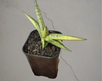 Sansevieria Boncel bonte, zeldzame tropische plant – donkergroene geaderde bladeren