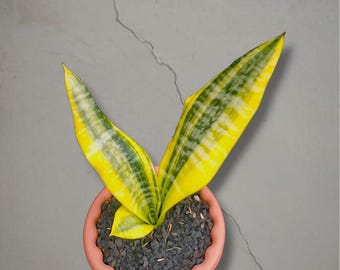 Sansevieria Superba simplek bonte, zeldzame tropische plant – donkergroene geaderde bladeren