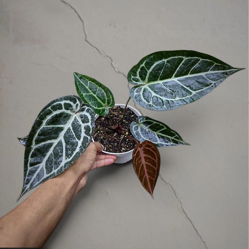 May include: A potted Anthurium plant with large, dark green leaves featuring prominent white veining. One leaf is a deep reddish-brown. The plant is in a white pot, held by a person's hand, against a neutral gray background.