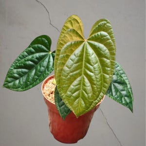 Op de afbeelding: Een kamerplant in een terracotta pot, met grote, getextureerde groene bladeren met wat vergeling. De plant staat tegen een effen grijze achtergrond, die het levendige groen van het blad benadrukt.