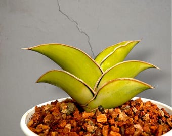 Sansevieria rorida Aurea bonte, zeldzame tropische plant – donkergroene geaderde bladeren