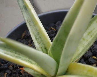 Sansevieria-zilvernimf bonte zeldzame tropische plant – donkergroene geaderde bladeren