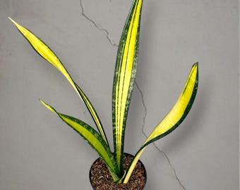 Sansevieria California gouden forescate bonte zeldzame tropische plant – donkergroene geaderde bladeren