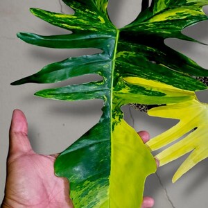 Könnte beinhalten: Ein Philodendron-Blatt mit panaschierten Mustern in tiefem Waldgrün und hellem Limettengelb. Das Blatt hat eine tief gelappte, längliche Form mit einer ausgeprägten Mittelrippe und einer einzelnen, eng eingerollten, austreibenden Blattscheide.