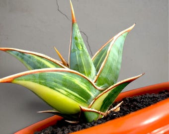 Sansevieria pinguicula bonte, zeldzame tropische plant – donkergroene geaderde bladeren