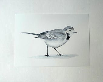 Grey Wagtail | Watercolor Bird Poster | Fine Art Reproduction