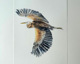 Purple Heron Watercolor — The purple heron spreads its wings | fine art