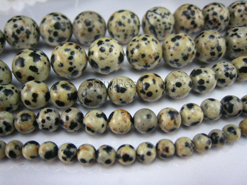 Dalmatian Dalmatian