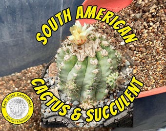 Sustrato para cactus sudamericanos de East Coast Camanchaca - 15% orgánico