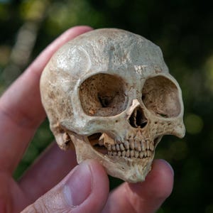 May include: A small, off-white, realistic skull replica featuring prominent eye sockets, a defined nasal cavity, and a detailed set of upper teeth. The surface texture appears porous and aged, showcasing natural bone-like contours and anatomical features.