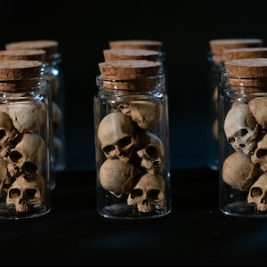 May include: A collection of clear glass jars with cork stoppers, each containing multiple small, beige-colored human skull replicas. The jars are arranged in a group, showcasing the detailed bone-like texture and hollow eye sockets of the skulls.