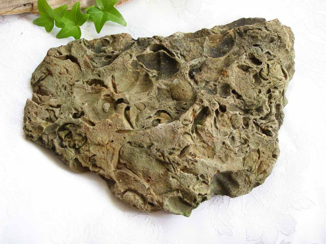 Fossil Stone Rock Sea Shell Fossil Rock Etsy