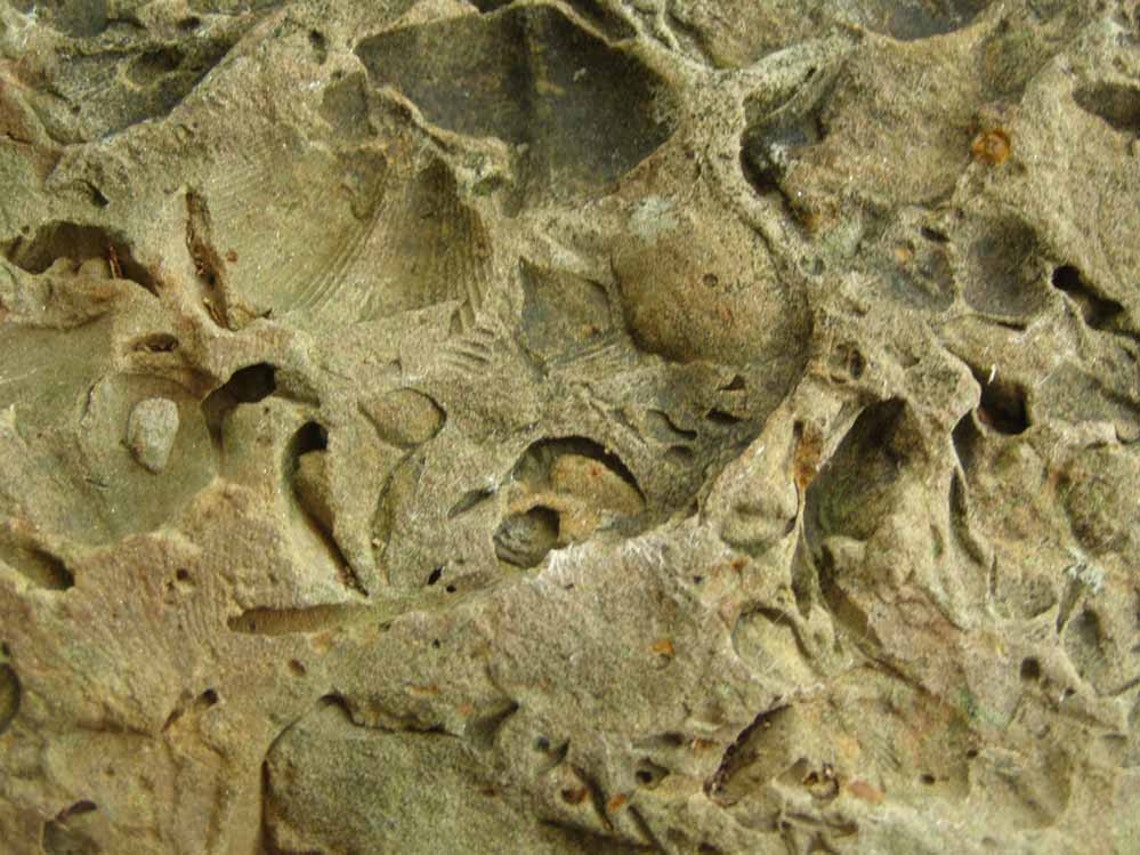 Fossil Stone Rock Sea Shell Fossil Rock Etsy