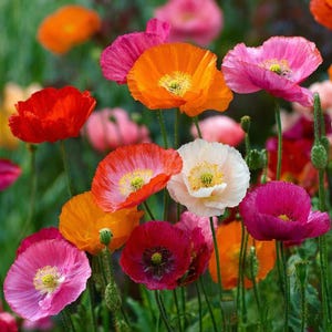 Könnte beinhalten: Eine lebendige Ansammlung von Mohnblumen in verschiedenen Farben, darunter leuchtendes Orange, tiefes Rot, zartes Rosa, Magenta und Weiß. Jede Blume hat zarte, papierartige Blütenblätter um einen zentralen Stempel an schlanken grünen Stielen.